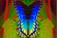Blue Butter Mirrored – 13” x 23” – YR 2021