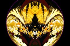 Butterfly Circle – 12” x 12” – YR 2022
