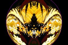 Butterfly Circle – 12” x 12” – YR 2022
