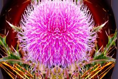 Reengineered Thistle Bloom - 11" x 11" - YR 2023