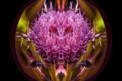 Thistle Bloom Circle – 12” x 12” – YR 2022