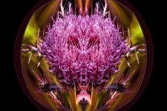Thistle Bloom Circle – 12” x 12” – YR 2022