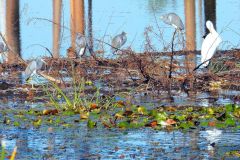 Fifteen Birds at Headquarters Pond - 32" x 18" - YR 2024