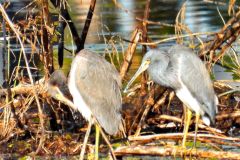 Three Birds at Headquarters Pond - 18" x 22" - YR 2024