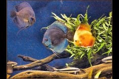 Atlanta Aquarium Fish Too - 18" x 14" - YR 2022