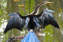 Anhinga Drying - 18” x 16” - YR 2019