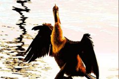 Anhinga Reflection - 14" x 22" - YR2022