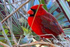 Backyard Cardinal – 15” x 10” – YR 2019