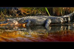 Big Grass Gator – 30” x 15” – YR 2021