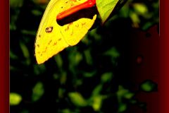 Big Yellow - 21" x 18"  - YR 2025