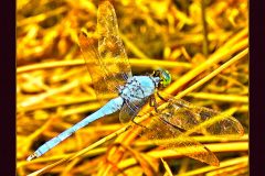 Blue Dragon - 17" x 14" - YR 2022