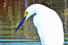 Blue Water Egret - 14" x 20" - YR 2022