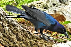 Boattail Male - 16" x 13" - YR 2022