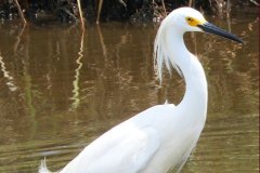 Panacea Bottoms Egret – 14” x 22” – YR 2019