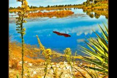 Butter Fly-By - 14" x 18" - YR 2022