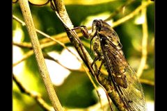 Cicada with Ant - 14" x 18" - YR 2022