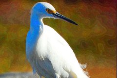 Dock Egret – 16” x 24” – YR 2020