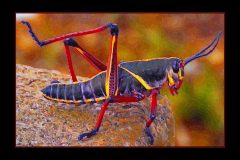 Edge Hopper - 16" x 11" - YR 2022