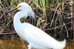 Egret Prancing – 14” x 22” – YR 2019