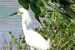 Egret Hunting – 13” x 22” – YR 2018
