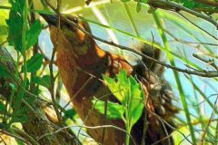 Female Boat-Tail Grackle – 12” x 17” – YR 2021