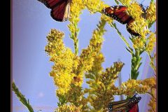 Four Kings – 14” x 21” – YR 2021