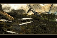 Gars at Atlanta Aquarium - 24" x 10" - YR 2018