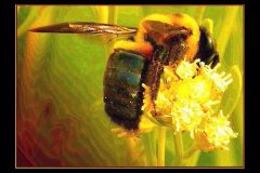 Golden Bumble – 16” x 12” – YR 2021