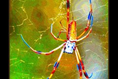 Golden Orb Web Weaver – 12” x 16” – YR 2021