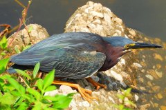 Little Green Heron – 17” x 12” – YR 2019