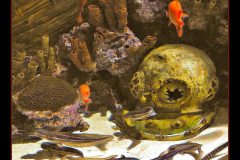 Helmet Reef at Atlanta Aquarium - 22" x 17" - YR 2022