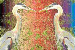 Heron Face-Off – 18” x 14” – YR 2018