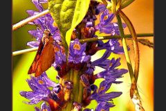 Hidden Butterfly - 14" x 18" - YR 2023