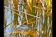 Hidden Danger - 15' x 19" - YR 2022