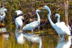 Hunting in the Reeds - 24" x 16" - YR 2022