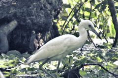 Immature Blue Heron - 20" x 20" - YR 2022