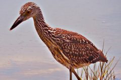 Immature Crowned Night Heron – 20” x 20” – 2021