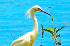 Lake Lafayette Egret - 14" x 18" - YR 2022