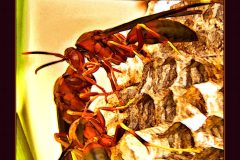 Lakeside Wasps - 16" x 18" - YR 2022