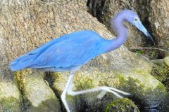 Little Blue Heron – 12” x 18” – YR 2019