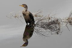 Lonely Cormorant – 22” x 16” – YR 2019