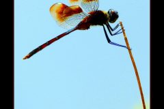 Lucky Dragon – 12” x 14” – YR 2021