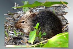 Marsh Rat - 16" x 12" - YR 2024