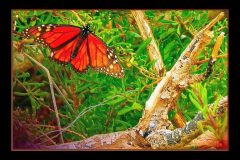 Monarch and Log – 19” x 13” – YR 2020