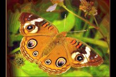 Buckeye Landing – 18” x 14” – YR 2020