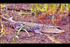 Mud Gator – 23” x 14” – YR 2022