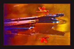 Not About the Bug – 18” x 12” – YR 2021