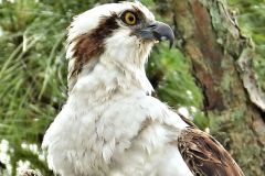 Osprey with Lunch at St Marks Lighthouse - 16" x 21" - YR 2023