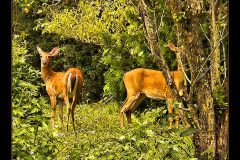 Pear Bandits - 21" x 18" - YR 2022