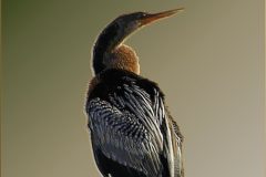 Pole Anhinga – 10” x 16” – YR 2019